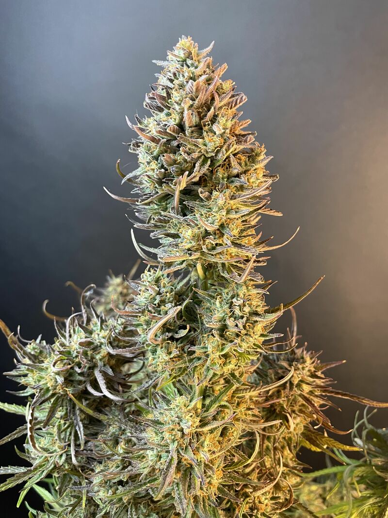 Apple Strudel Auto, Фасовка: 3, изображение 9